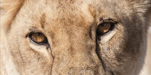 Close up of Lion's eyes