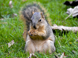 Confessions of an Obese Squirrel