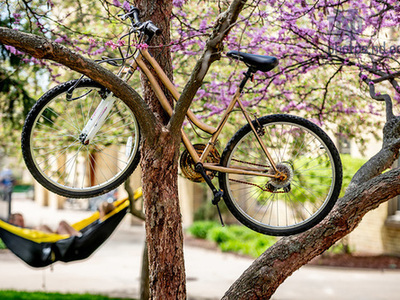 To Bike a Tree or Tree a Bike: What's Up with Bikes in Trees?